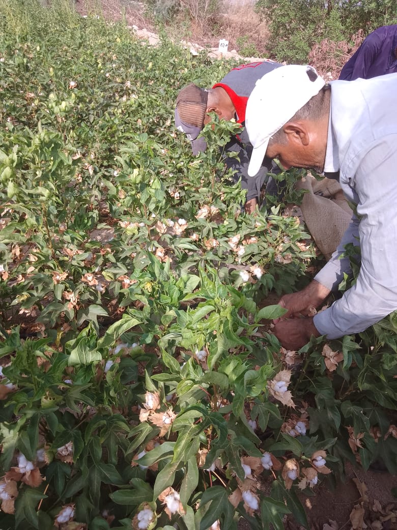 زراعة وجني محصول القطن بالأراضي الرملية