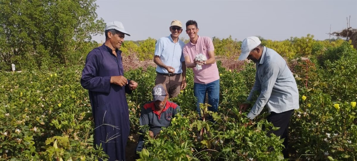 زراعة وجني محصول القطن بالأراضي الرملية