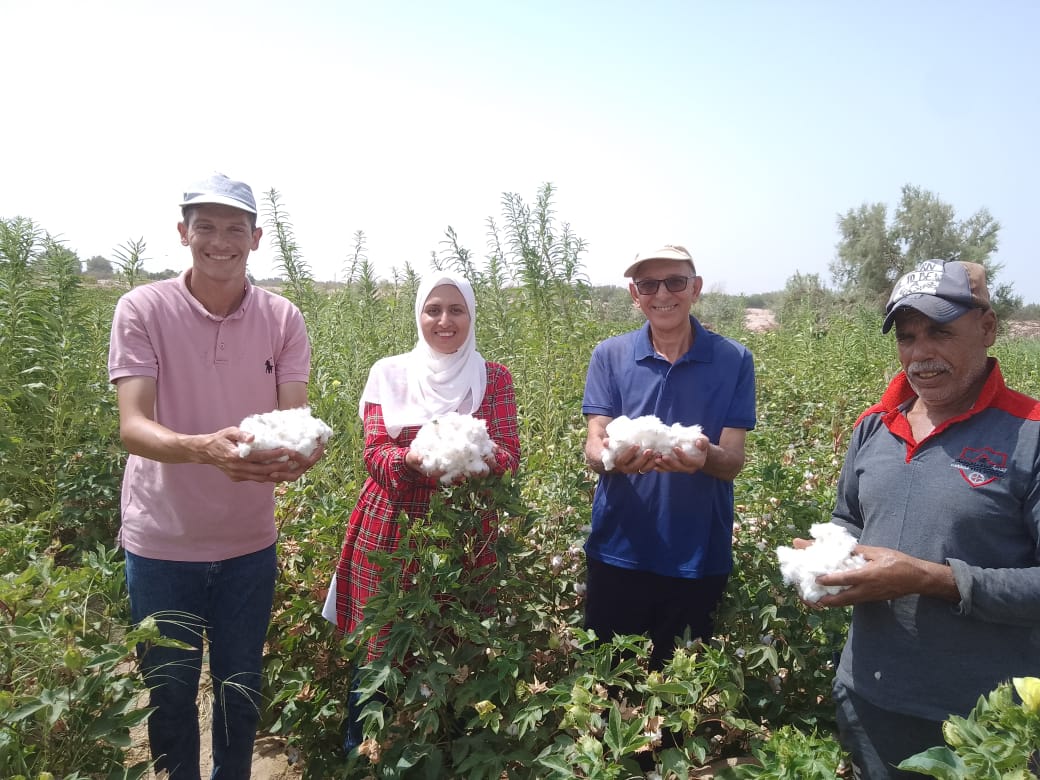 زراعة وجني محصول القطن بالأراضي الرملية