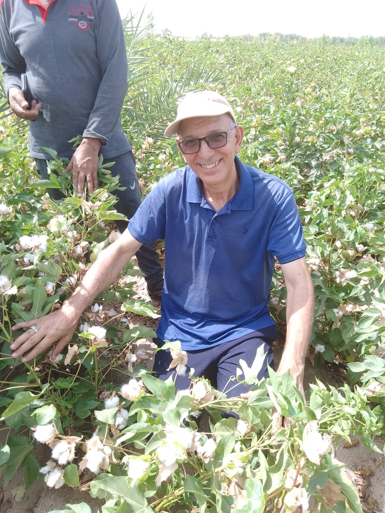 زراعة وجني محصول القطن بالأراضي الرملية