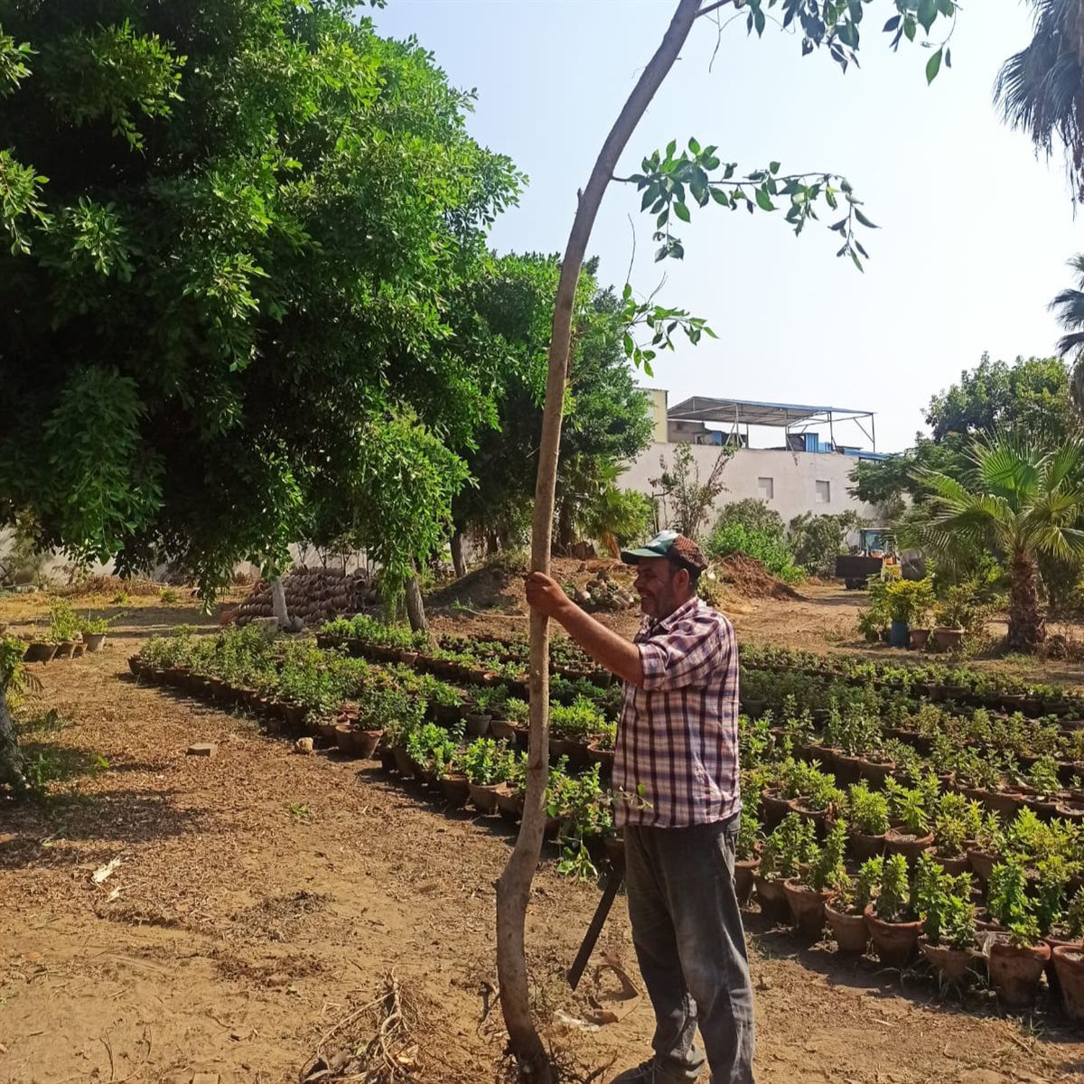 مشتل الإدارة المركزية للحدائق 