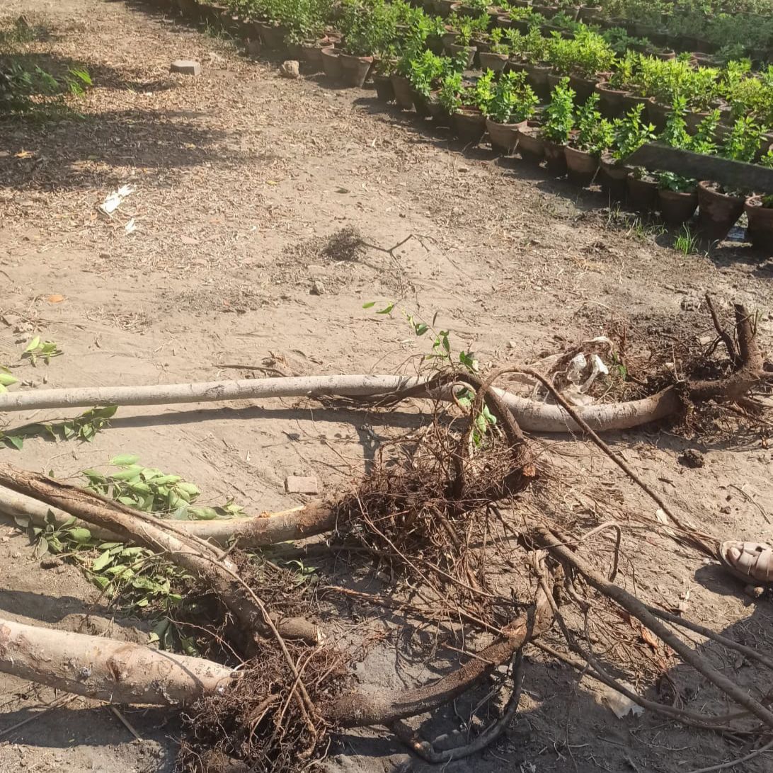 مشتل الإدارة المركزية للحدائق