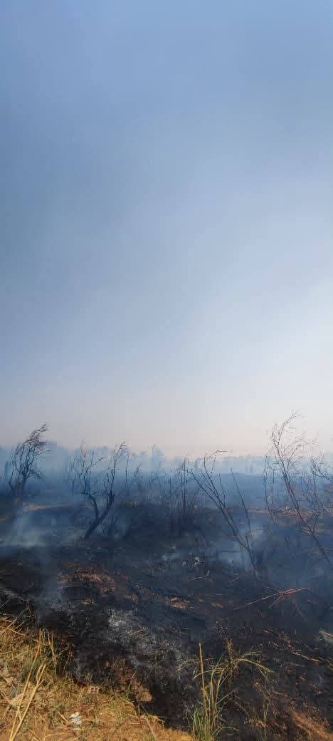 حريق بمزارع نخيل في الوادى الجديد