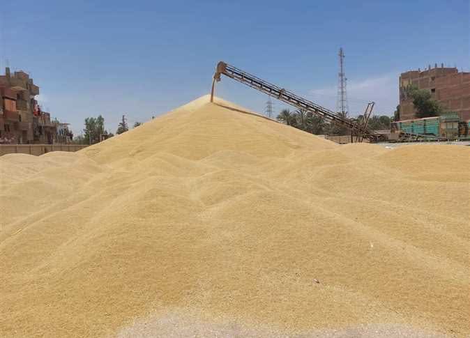 موسم توريد القمح بالأقصر