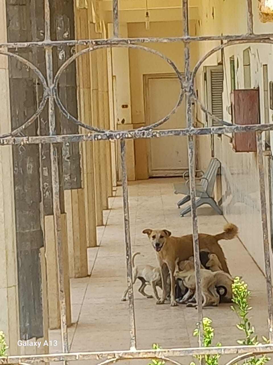 حيوانات داخل الوحدة