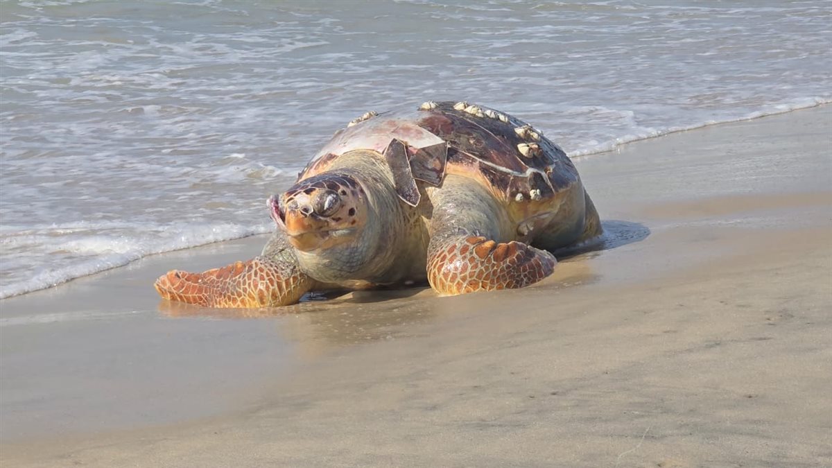 سلحفاة نافقه