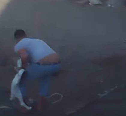 فيديو تعدي شخص علي الحيوانات بطريقة وحشية باستخدام عصا بالقليوبية