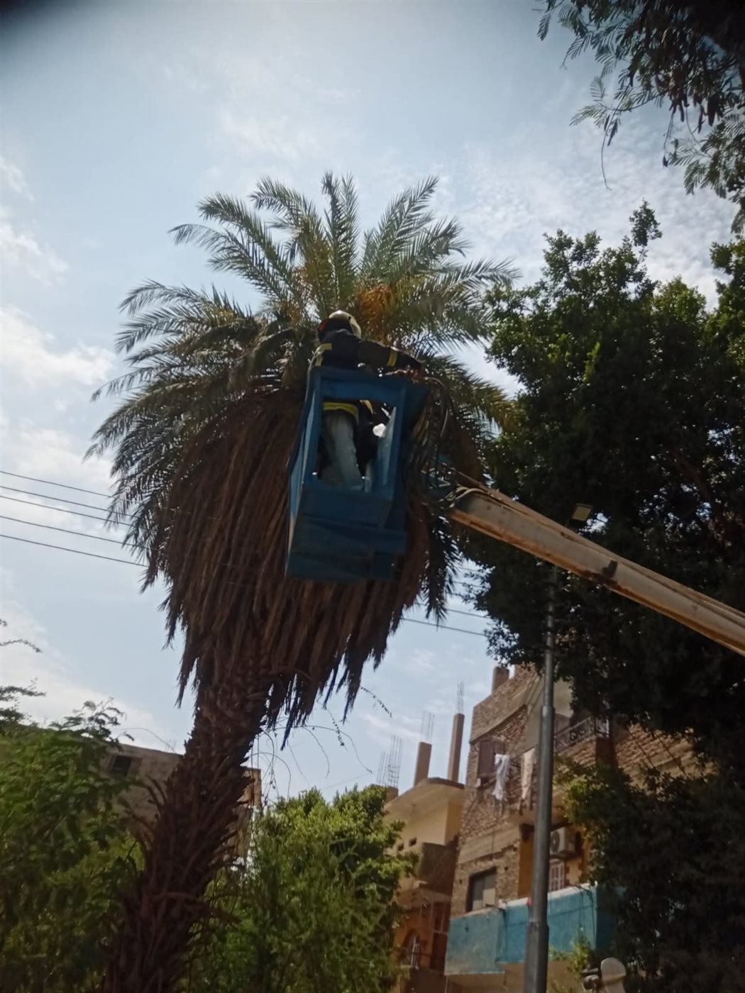 ظهور شامبنزى على أحد الأشجار بقرية الديمقراط بالأقصر