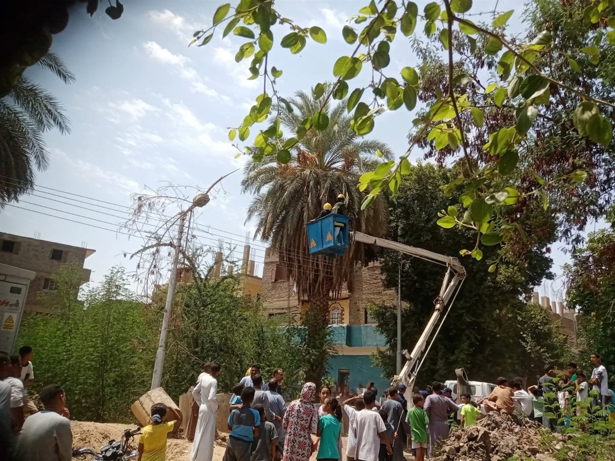 ظهور شامبنزى على أحد الأشجار بقرية الديمقراط بالأقصر