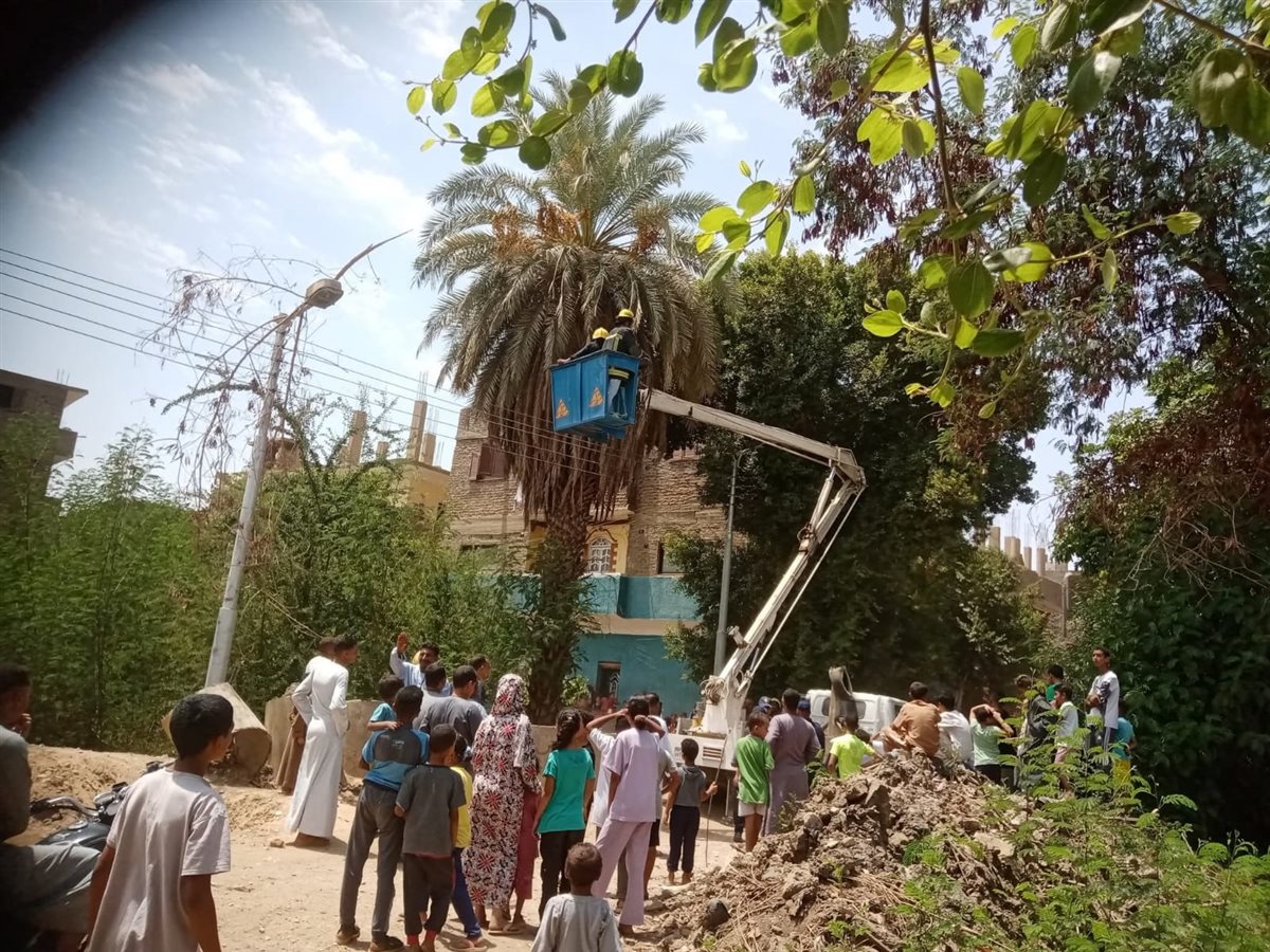 ظهور شامبنزى على أحد الأشجار بقرية الديمقراط بالأقصر