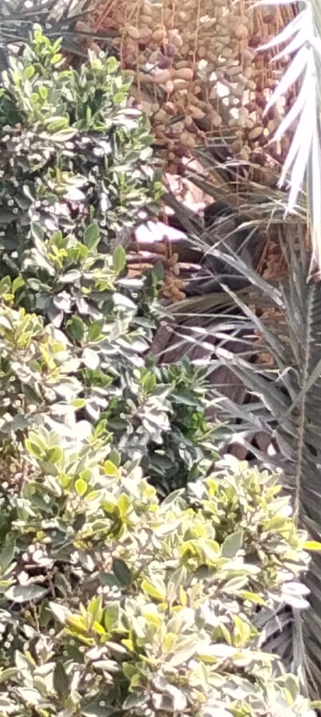 النسناس بين الأشجار ومحاولات الامساك به&nbsp;