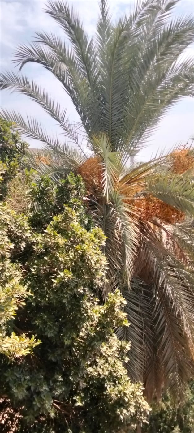 النسناس بين الأشجار ومحاولات الامساك به&nbsp;