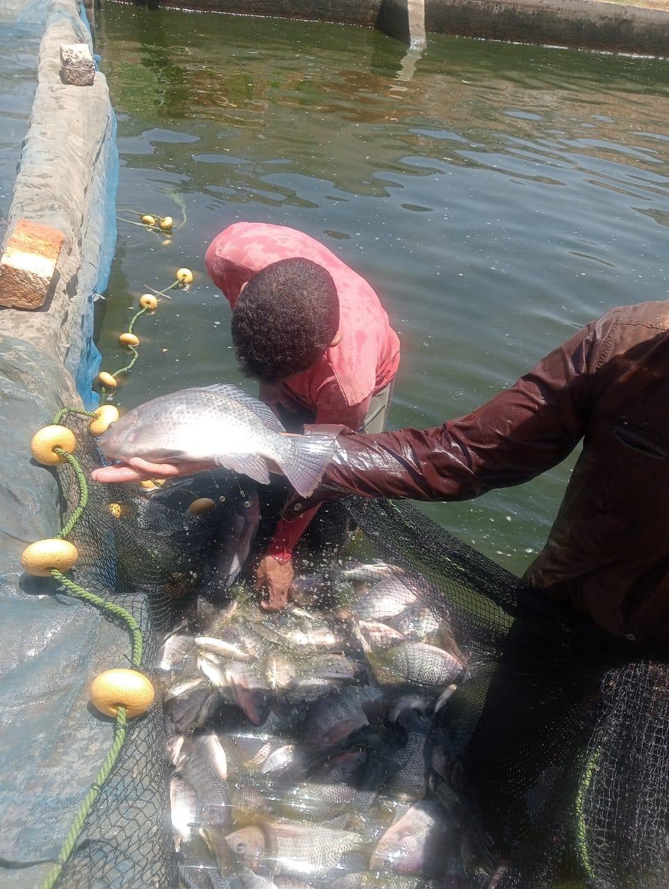 مشروع الاستزراع السمكي في الوادي الجديد