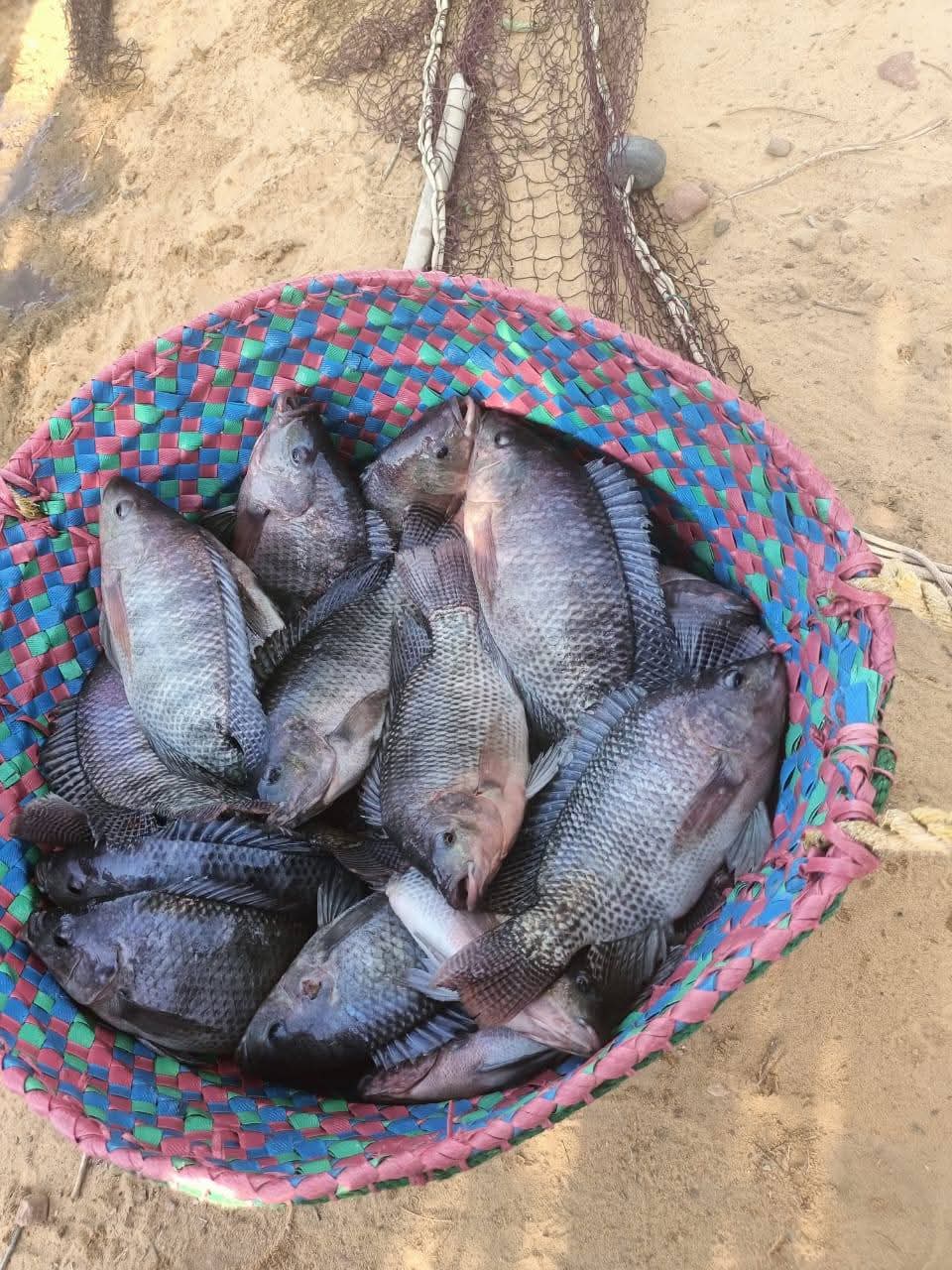 مشروع الاستزراع السمكي في الوادي الجديد