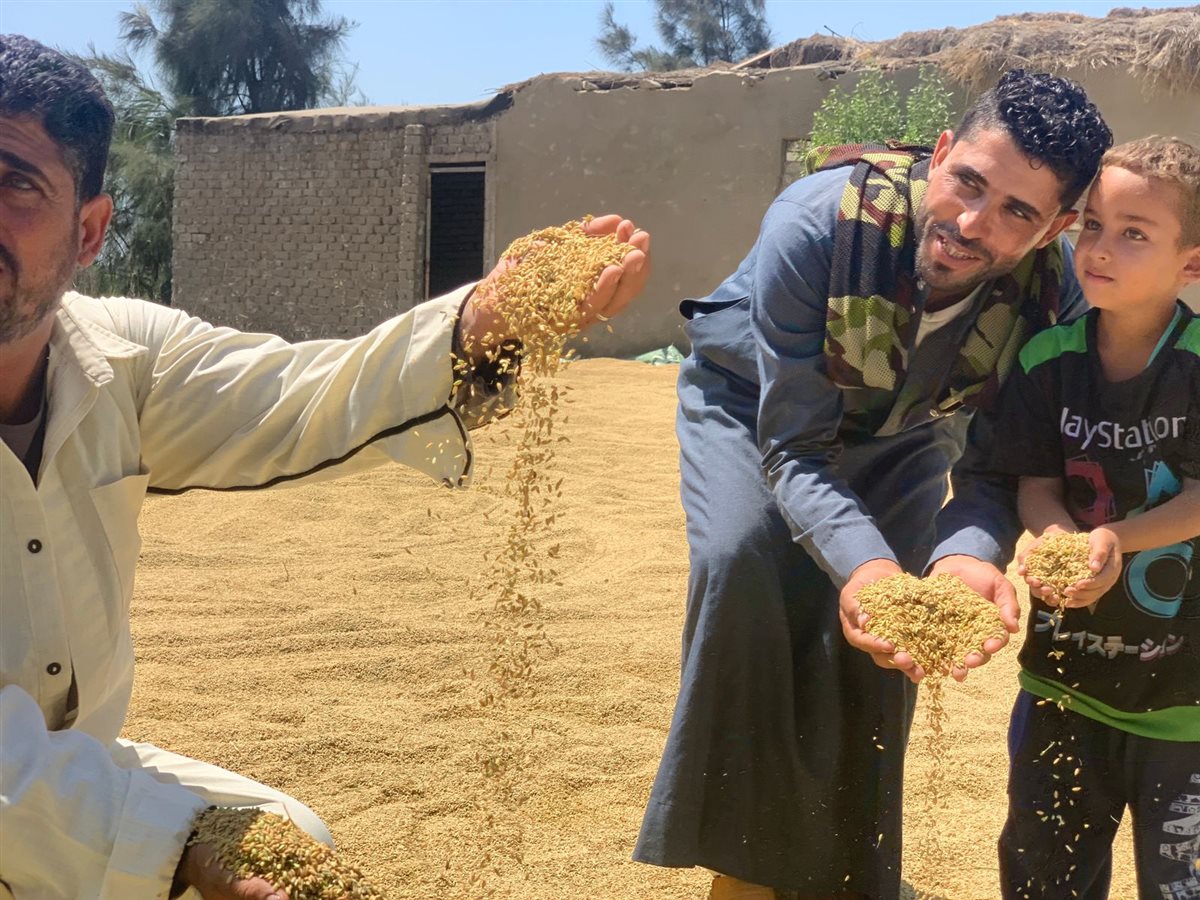 محافظ بورسعيد يشهد حصاد الأرز