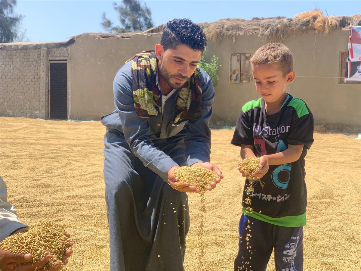 محافظ بورسعيد يشهد حصاد الأرز