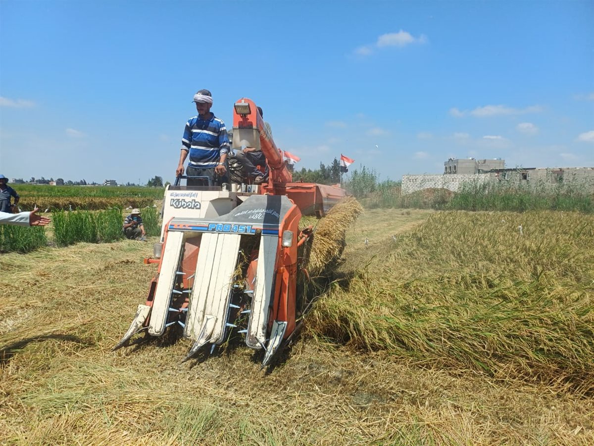 محافظ بورسعيد يشهد حصاد الأرز