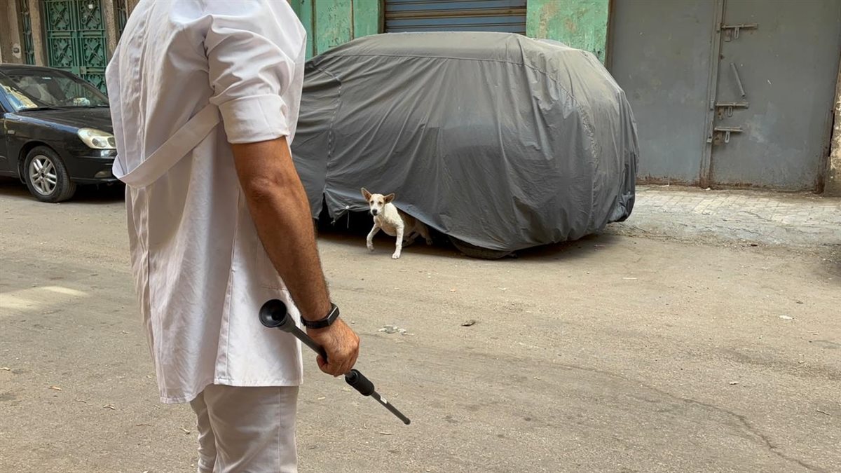 حملة بيطرية بدمنهور لتحصين الكلاب الحرة