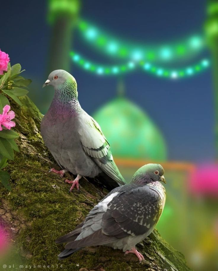 صور تهنئة بالمولد النبوي الشريف