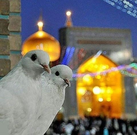 صور تهنئة المولد النبوي 2025