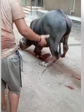 التعدي على عجل بالجيزة