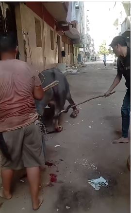 التعدي على عجل بالجيزة