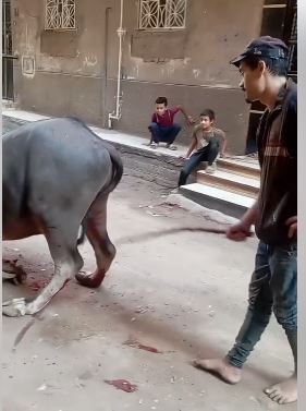 التعدي على عجل بالجيزة