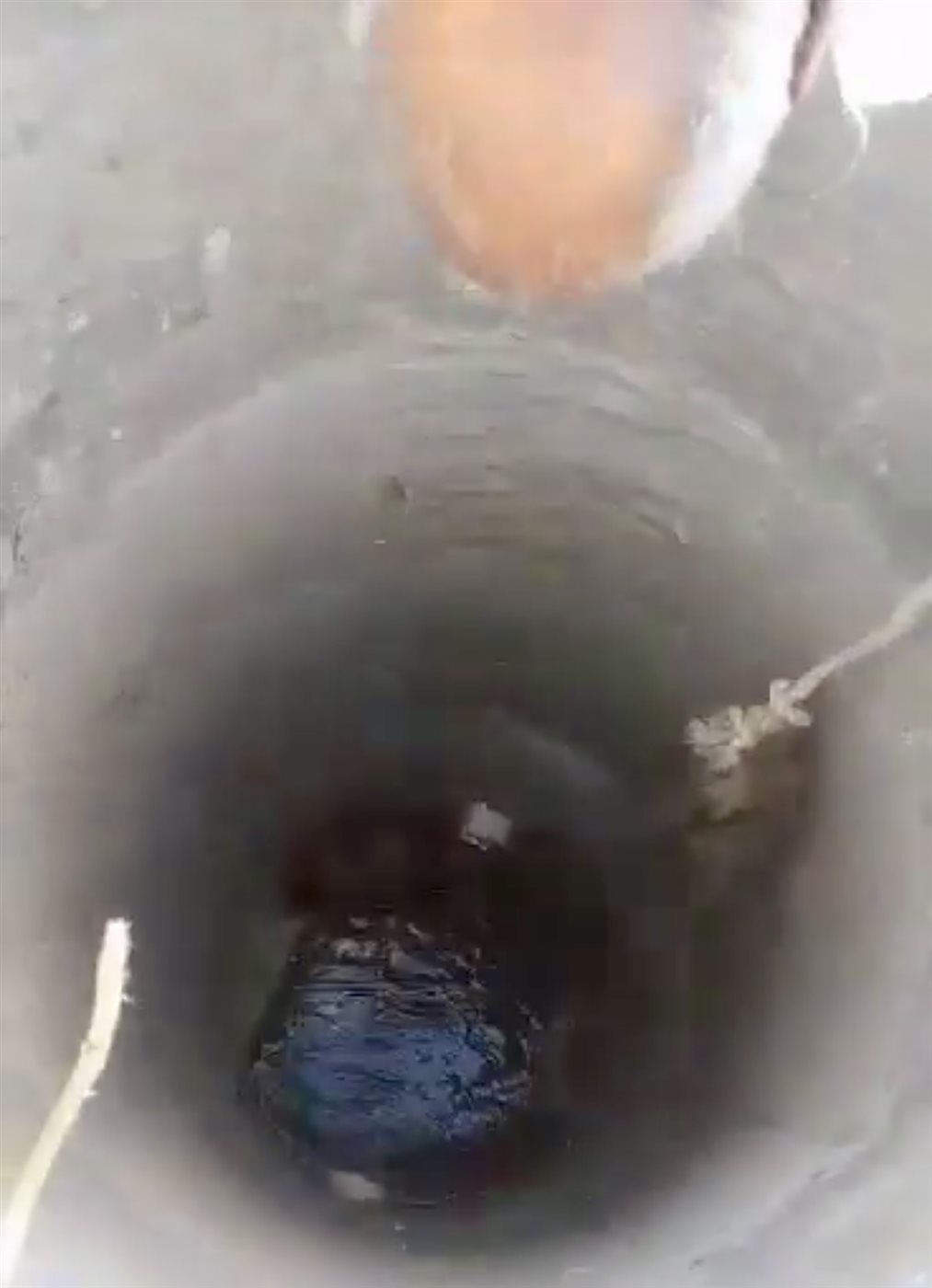 الجد وأحفادة ينقذون كلبا سقط في بئر بالأقصر