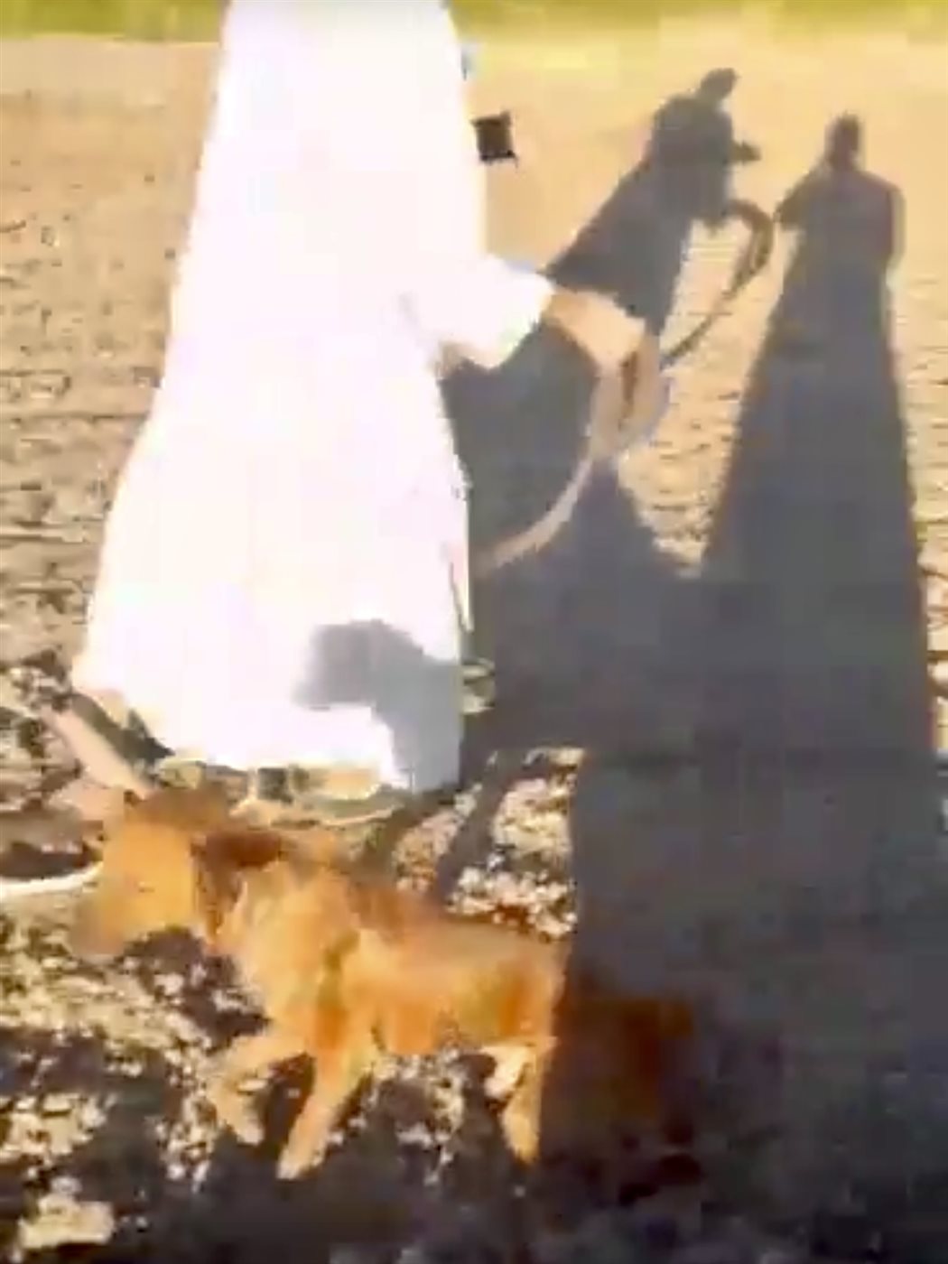 الجد وأحفادة ينقذون كلبا سقط في بئر بالأقصر