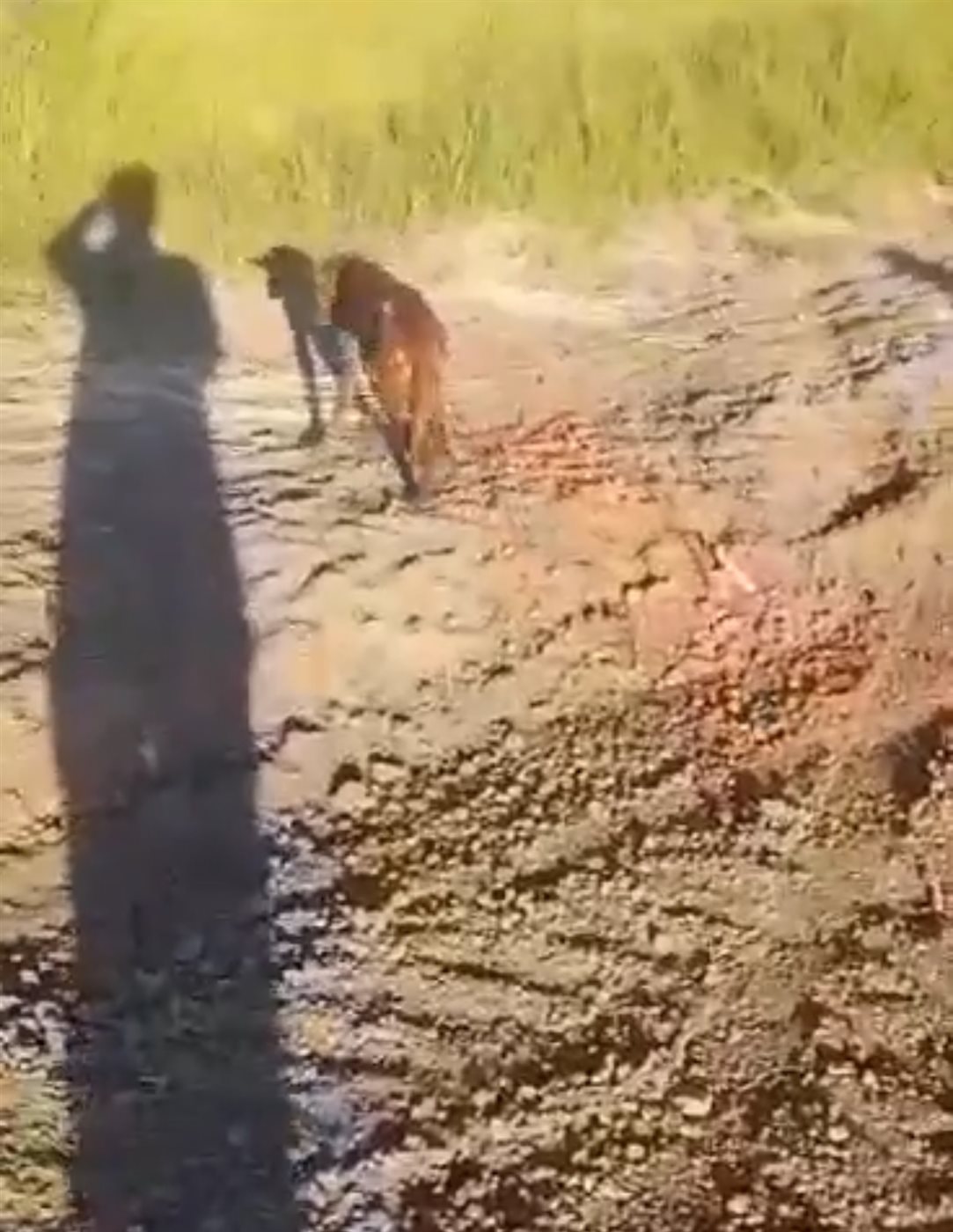 الجد وأحفادة ينقذون كلبا سقط في بئر بالأقصر