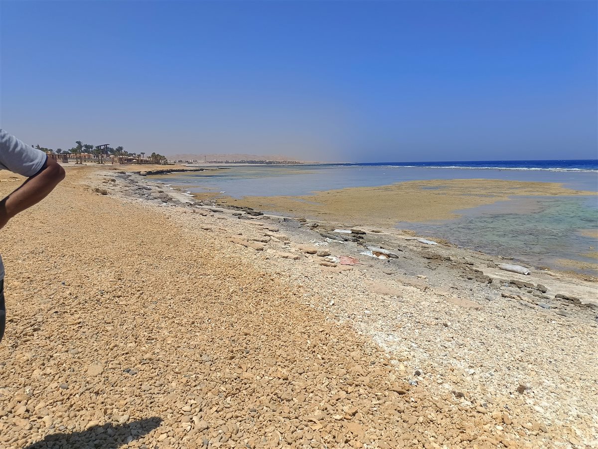 أجولة الردة على شواطئ القصير