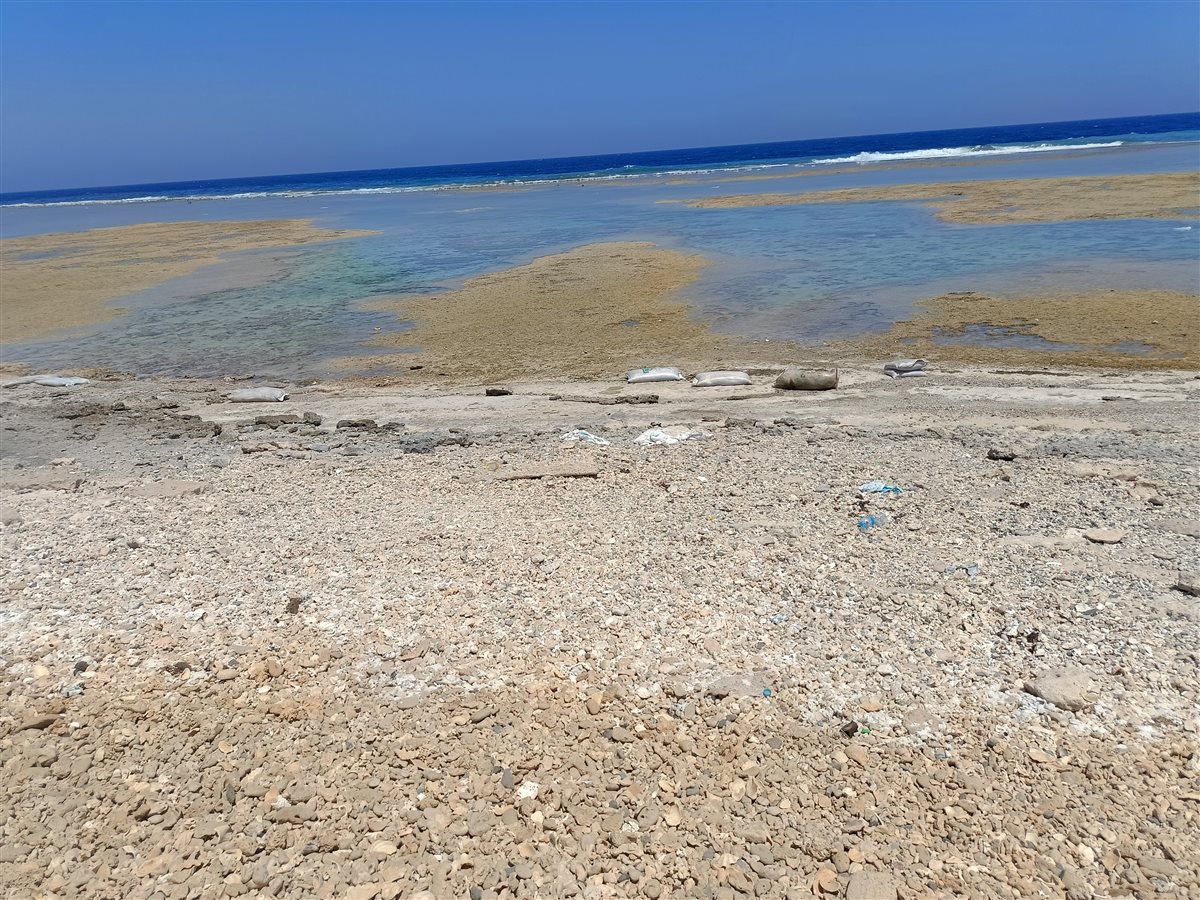 أجولة الردة على شواطئ القصير