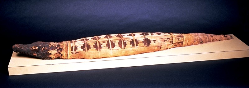 مومياء تمساح مقدس