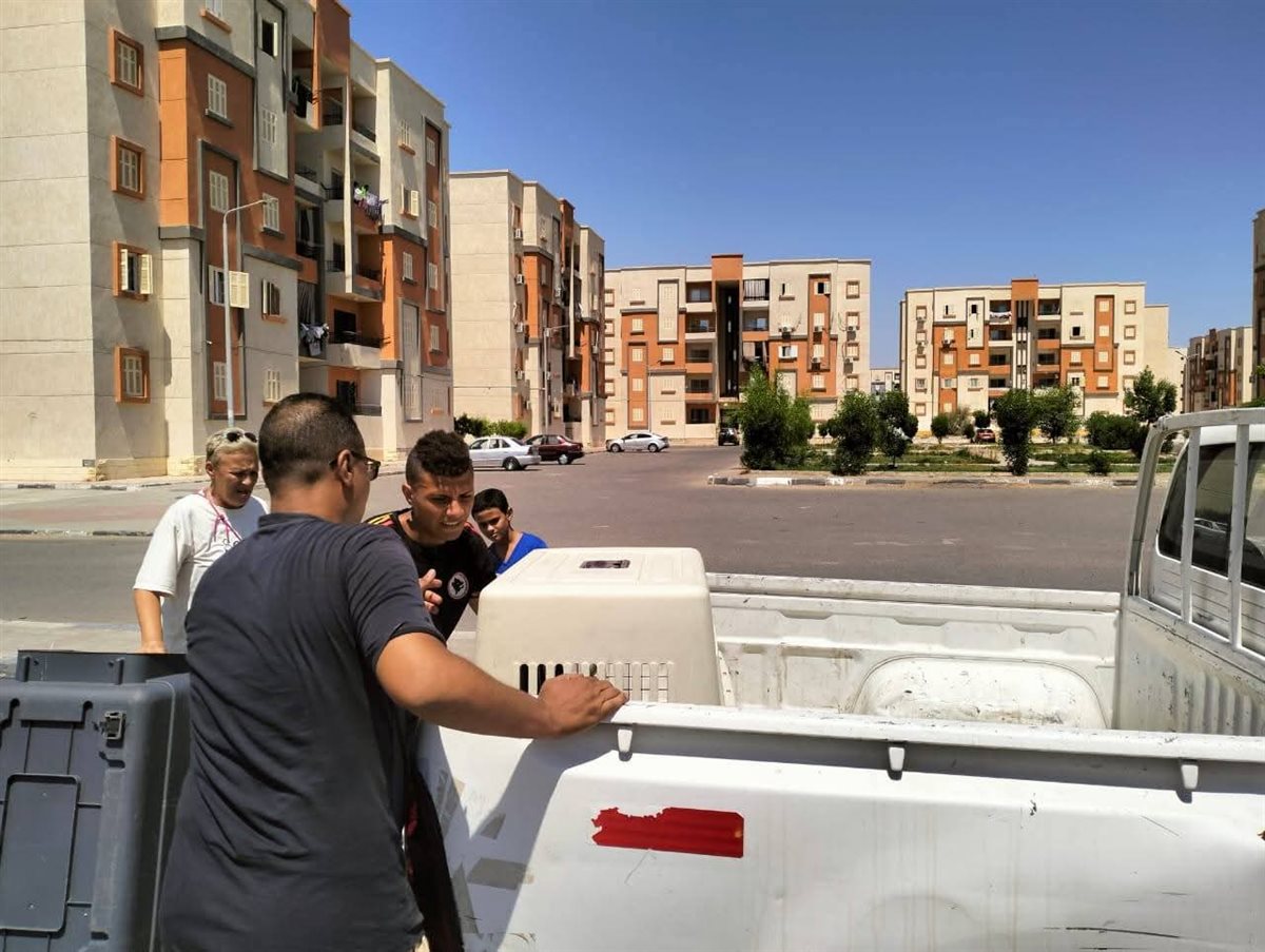 حملة علي الكلاب الضالة بشوارع الغردقة 