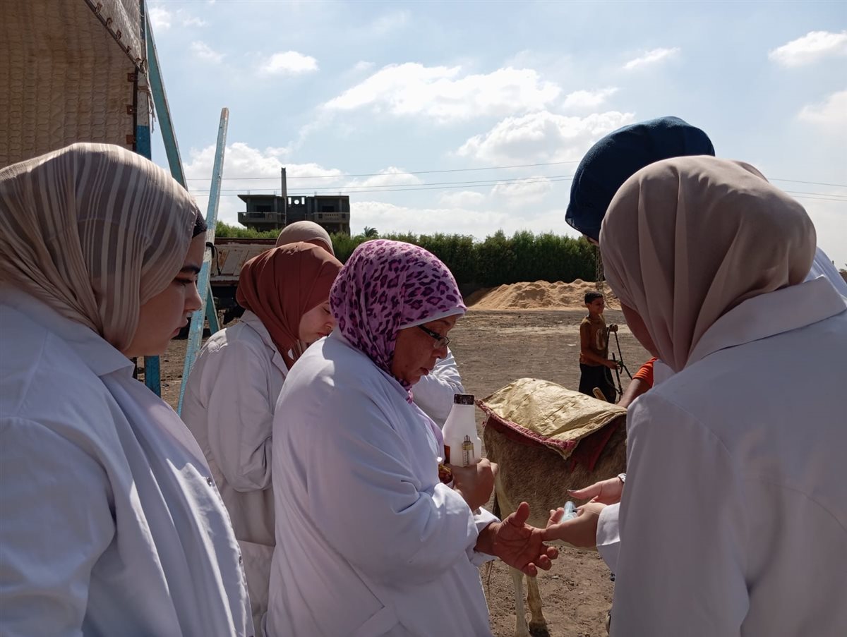 تحصين 80293 رأس ماشية ضد مرضي الحمى القلاعية وحمى الوادي المتصدع بالفيوم 