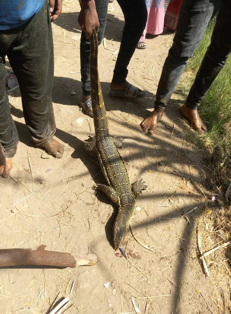 حيوان يشبه التمساح يخرج من ترعة ويثير ذعر الأهالي في سوهاج