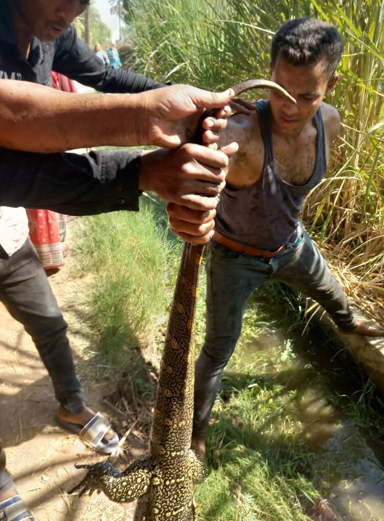 حيوان يشبه التمساح يخرج من ترعة ويثير ذعر الأهالي في سوهاج