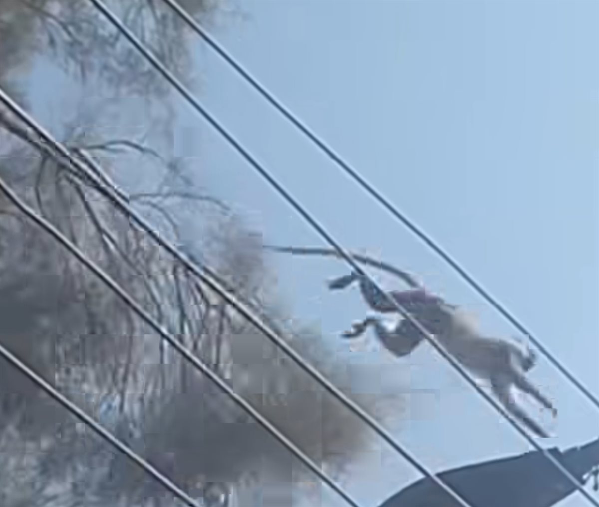 ظهور نسناس الأقصر مرة أخرى