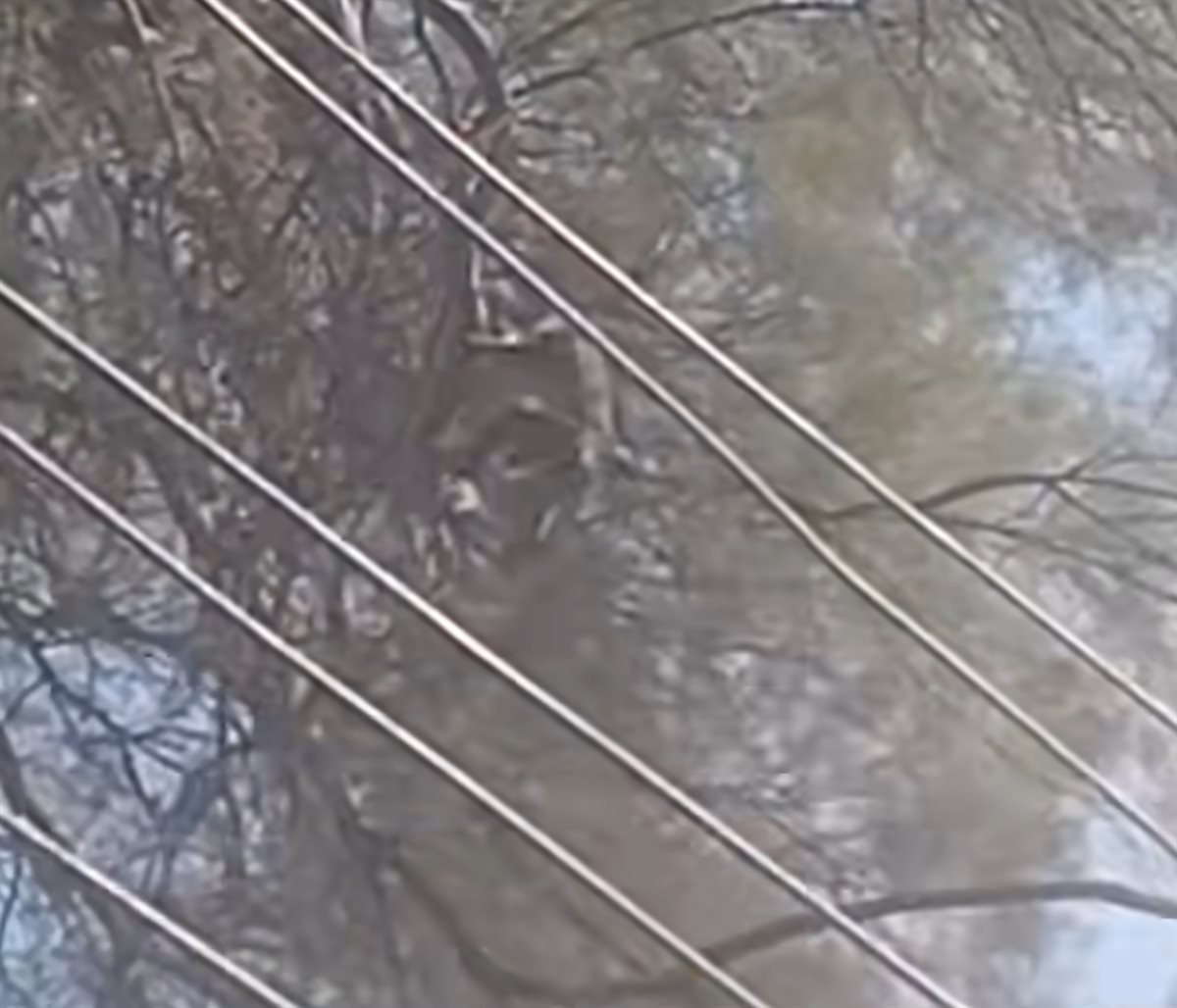 ظهور نسناس الأقصر مرة أخرى