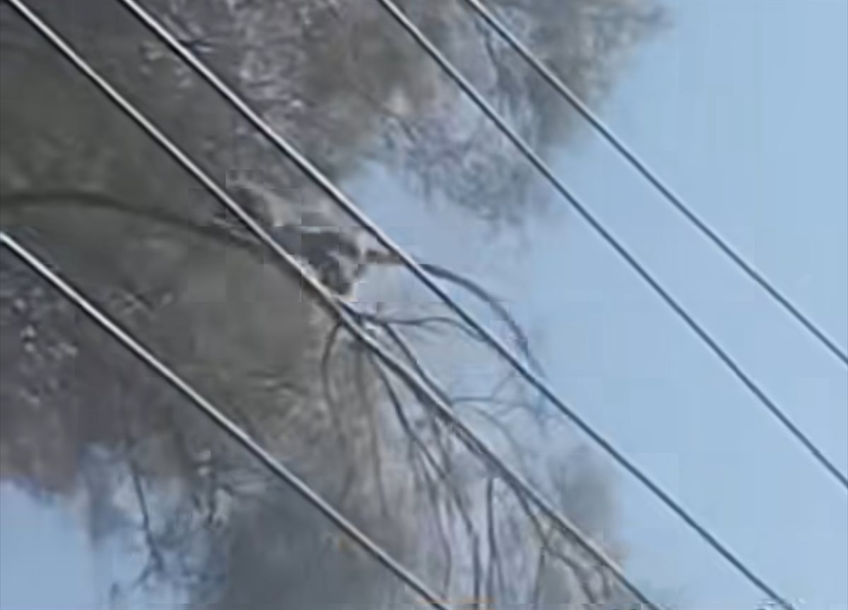 ظهور نسناس الأقصر مرة أخرى