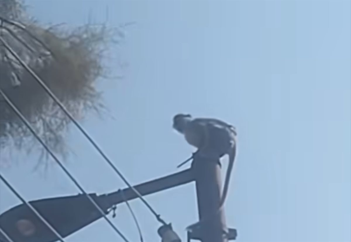 ظهور نسناس الأقصر مرة أخرى