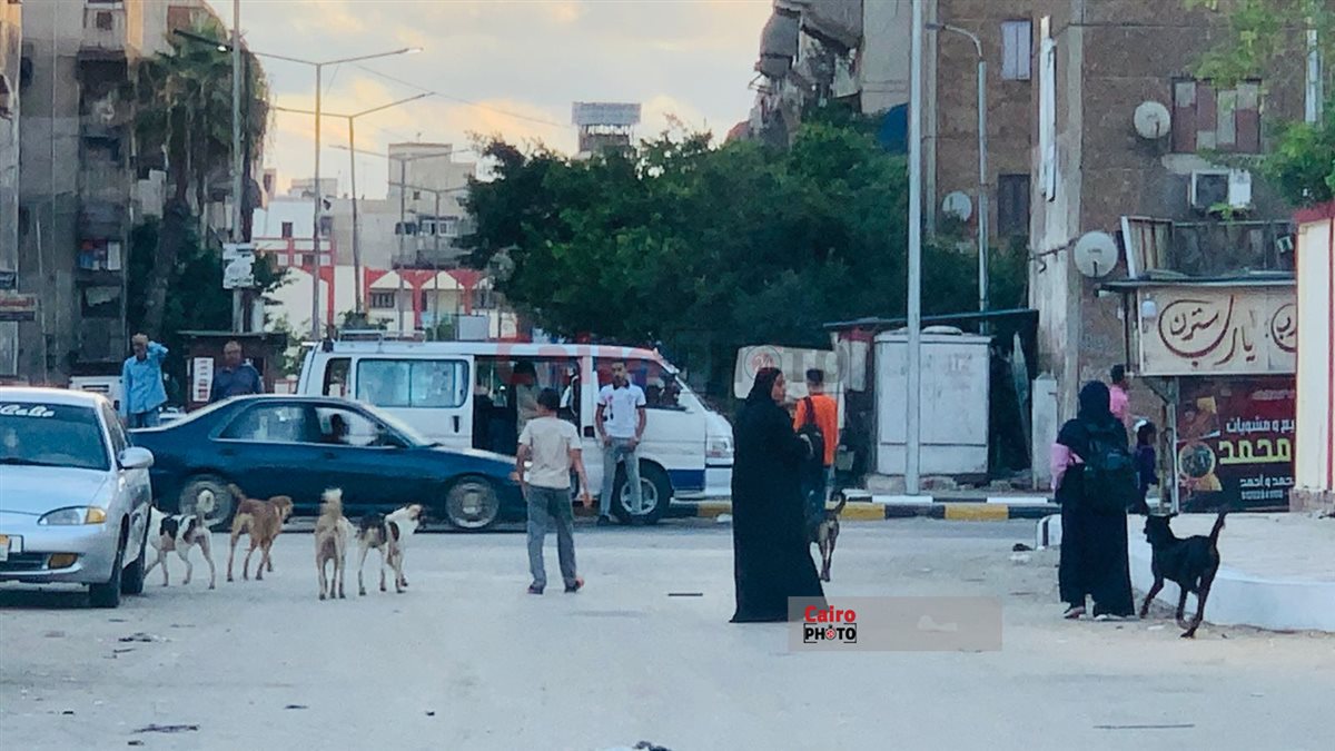 الكلاب الضالة وتجمعات القمامة في محيط المدارس ببورسعيد 