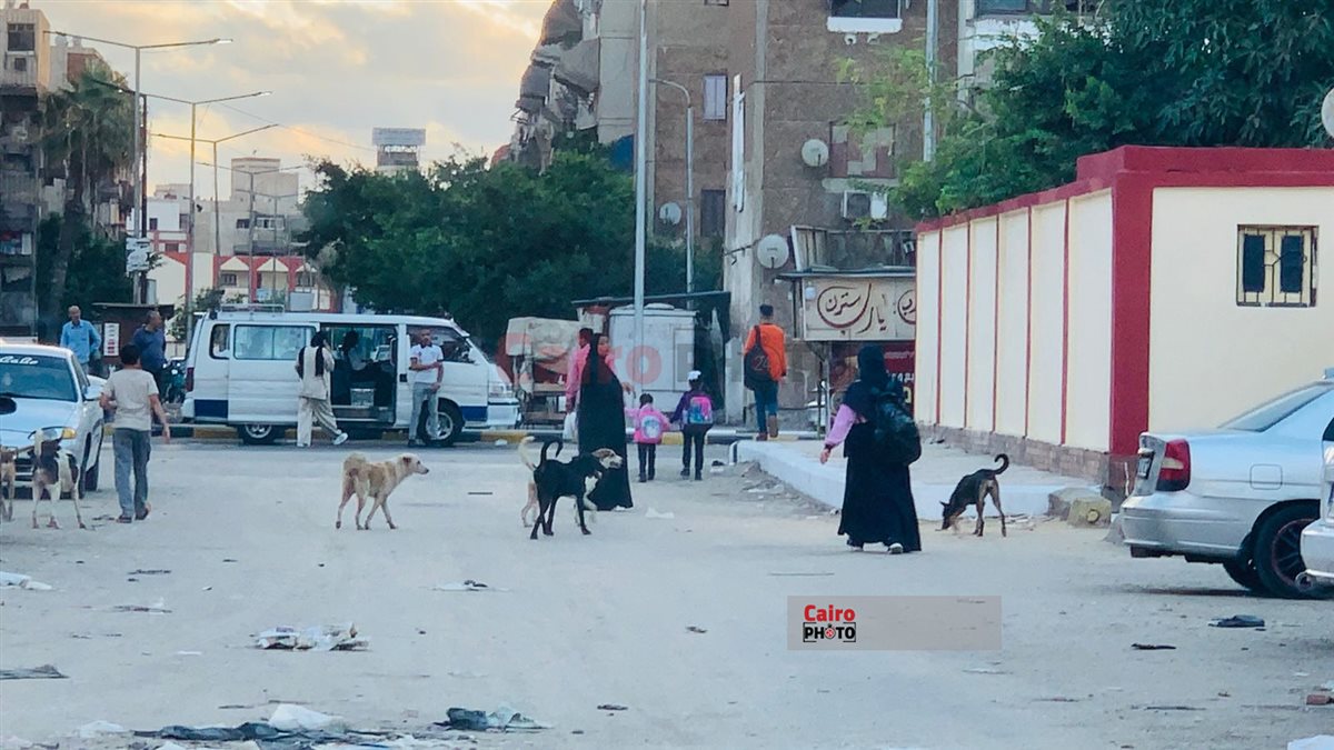 الكلاب الضالة وتجمعات القمامة في محيط المدارس ببورسعيد 