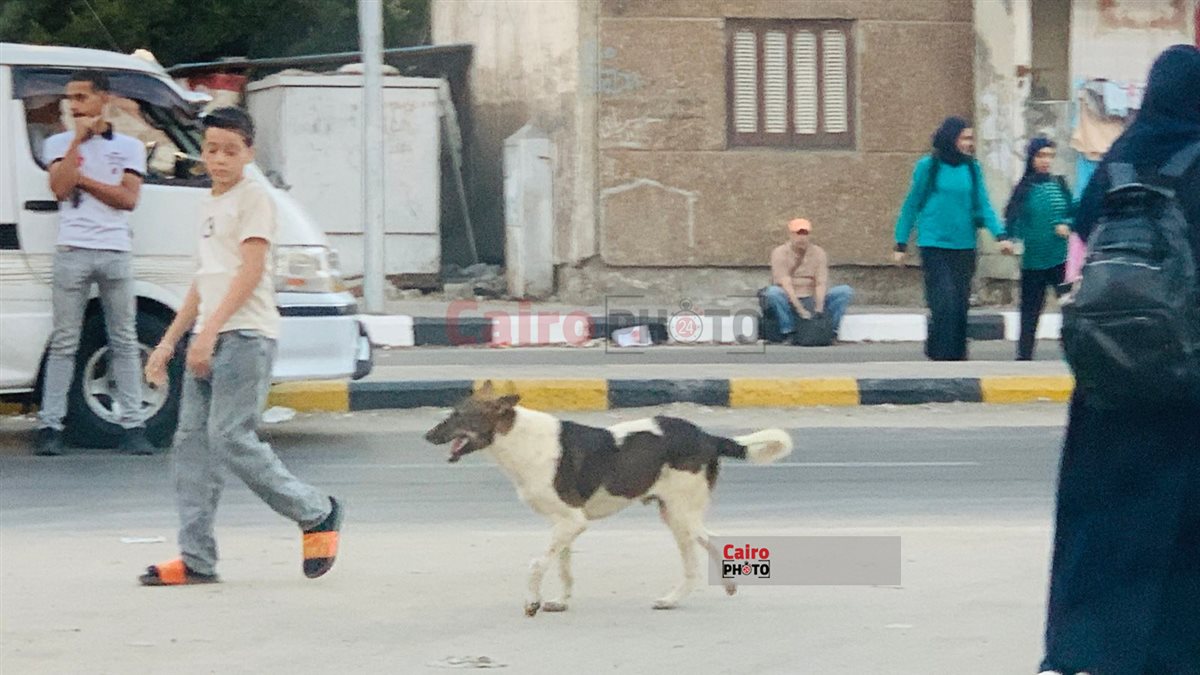 الكلاب الضالة وتجمعات القمامة في محيط المدارس ببورسعيد 