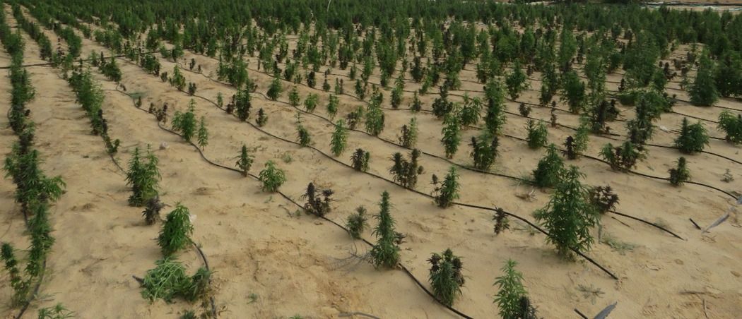 ضبط مزرعة مخدرات بقيمة مليار و600 مليون على مساحة 3.5 فدان بالإسماعيلية (2)