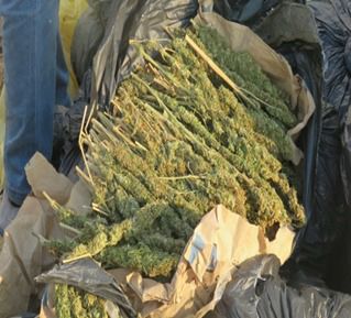 ضبط مزرعة مخدرات بقيمة مليار و600 مليون على مساحة 3.5 فدان بالإسماعيلية (5)