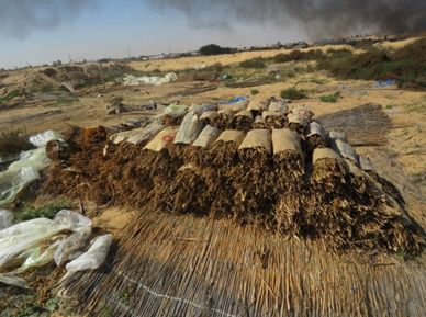 ضبط مزرعة مخدرات بقيمة مليار و600 مليون على مساحة 3.5 فدان بالإسماعيلية (6)