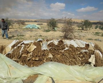 ضبط مزرعة مخدرات بقيمة مليار و600 مليون على مساحة 3.5 فدان بالإسماعيلية (7)