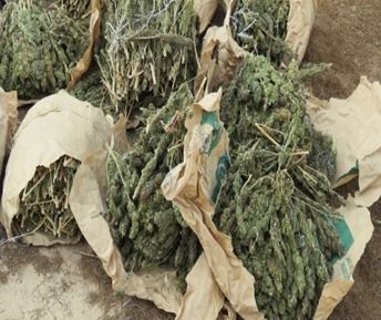 ضبط مزرعة مخدرات بقيمة مليار و600 مليون على مساحة 3.5 فدان بالإسماعيلية (9)