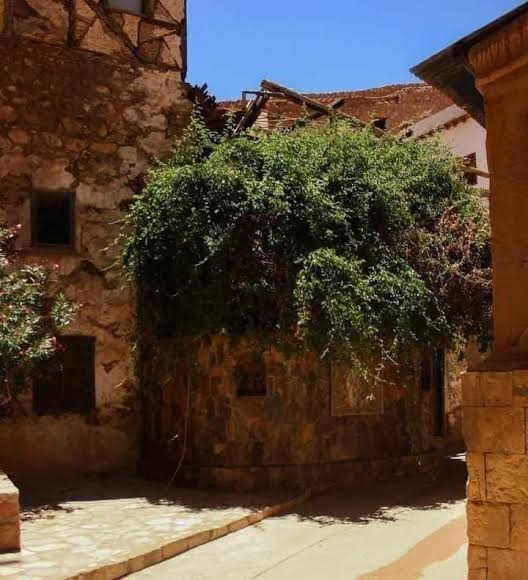 الشجرة المباركة بسانت كاترين 